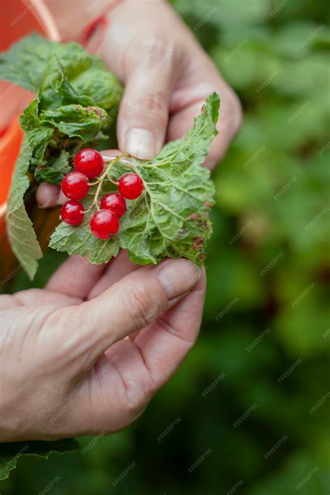 Premium Photo | Currant leaf from a fungal disease or aphid symptoms of