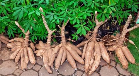Pé De Mandioca Brava - Pé de Mandioca Brava | Mundo Ecologia