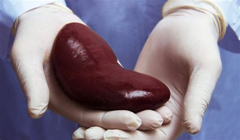 Kidney