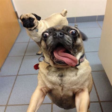 Overly Excited Pug | Overly Excited Dog | Know Your Meme