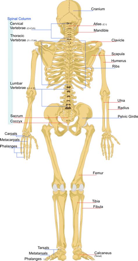 Skeleton System - (Structure + Composition + Facts) - Science4Fun