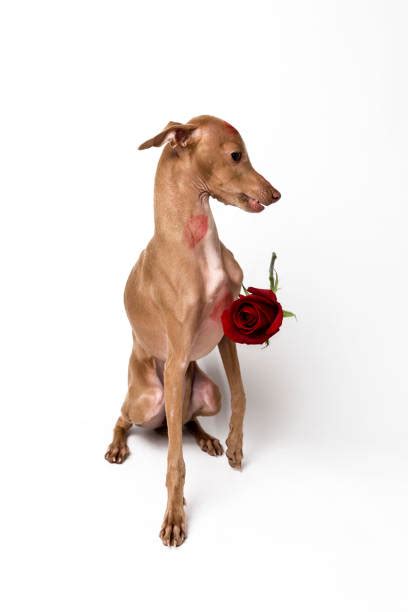 Dog Lipstick Stock Photos, Pictures & Royalty-Free Images - iStock