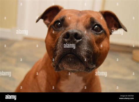 Red Staffordshire Bull Terrier portrait Stock Photo - Alamy