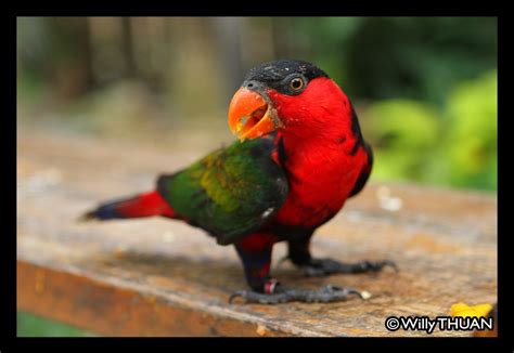 phuket bird park phuket