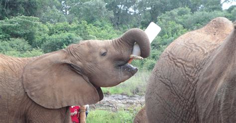 Burundi Bound: Visiting my favorite animals