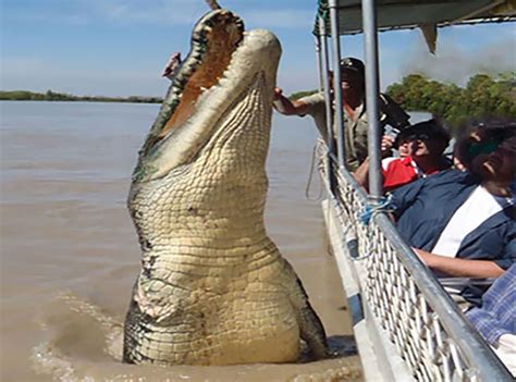 /1.Tourists were stunned and couldn’t believe their eyes as a giant