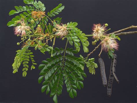 Smithsonian Tropical Research Institute-Digital File Manager