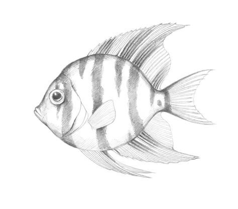 Realistic Fish Drawing at PaintingValley.com | Explore collection of ...