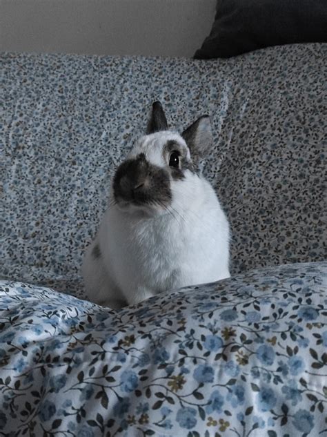 Bunny Ellie ^^ by Yuninka2 on DeviantArt