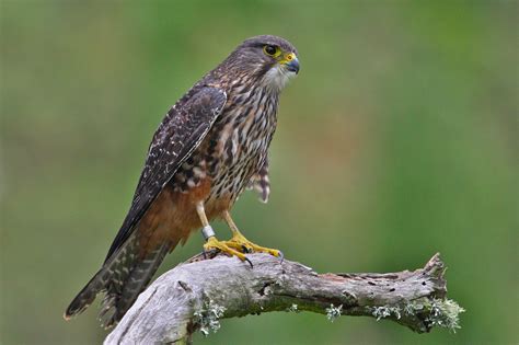 Nieuw-Zeelandse valk (Falco novaeseelandiae) | Birds of prey, Animal ...