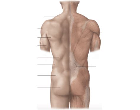 surface anatomy of back Quiz