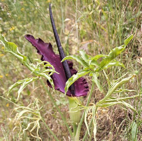 Voodoo Lily Dracunculus Vulgaris – Easy To Grow Bulbs