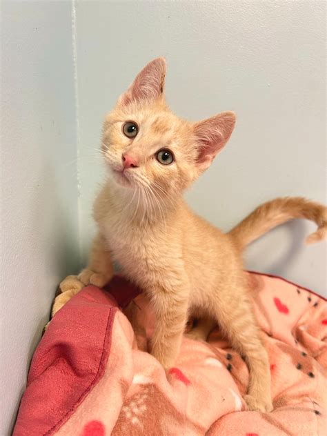 River Bluff Humane Society | Red Wing MN