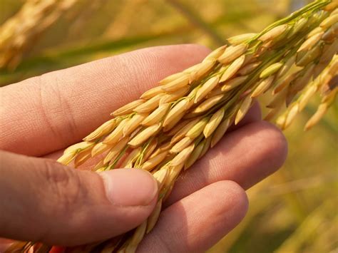 high yield hybrid paddyrice varieties  india  rabi  kharif