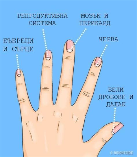 Ето за какви болести алармират белите полумесеци върху ноктите: - За Жената