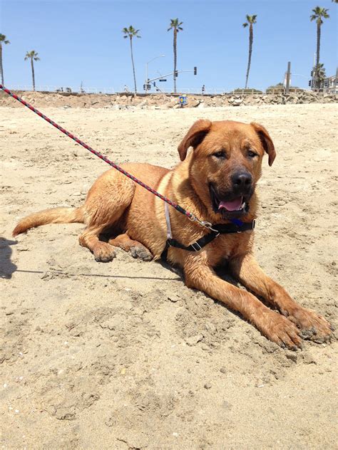 Bowser- mastiff/ German shepherd mix