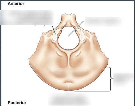 Occipital Bone Anatomy Diagram | Quizlet