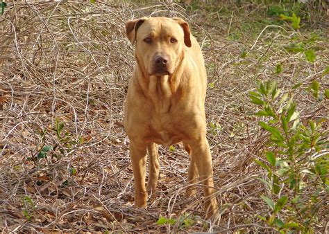 Fabricaciop: Lab Mix With American Bulldog Photo