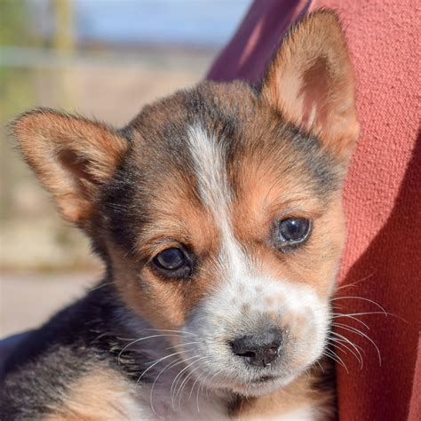 Baby Ruth - Animal House Shelter