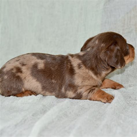 Miniature Dachshund - Ridgetop Kennels