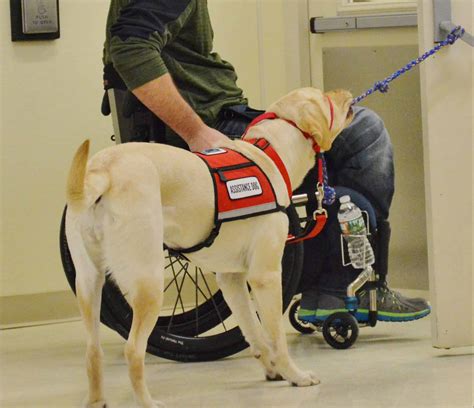 Service Dog Training Arizona | ESA Training Near Me