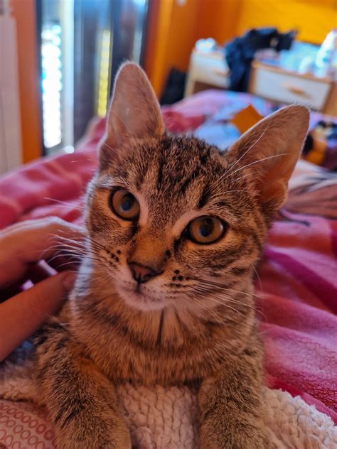 anyone else has had a problem with the 0.6 zoom after the update