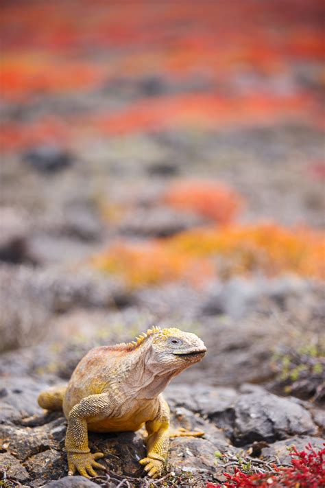 How to Visit Galapagos Islands: Travel Guide