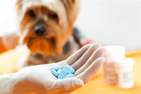 Meu Cachorro Tomou Ibuprofeno O Que Fazer - Ibuprofeno para perros: dosis y usos recomendados | Mascotario