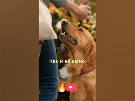 Невероятный мир глазами Энцо (2019) #кино #фильмы #сериал #фильм # ...