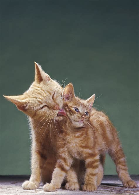 Why is my cat sneezing a lot – Artofit