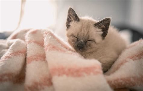 Get The Facts About Siamese Cats