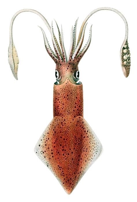 Loligo Vulgaris Squid Octopus Illustration Blank Card Nature - Etsy