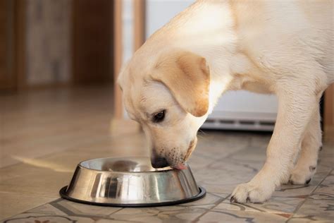 My dog is always hungry | Skinners Dog Food