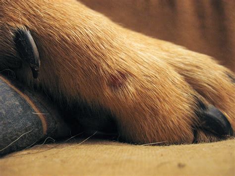 blood blister? on paw - pic | German Shepherds Forum