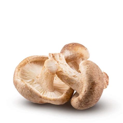 Shiitake kopen? Beste Shiitake paddenstoel kopen van de Benelux!