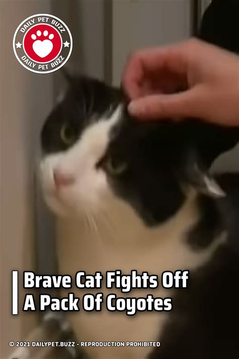 Brave Cat Fights Off A Pack Of Coyotes – Pet Buzz