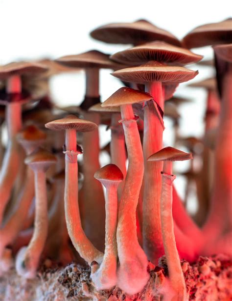 How Do I Grow Magic Mushrooms 1