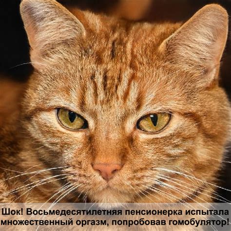 препараты от глистов для кошек — Postimages