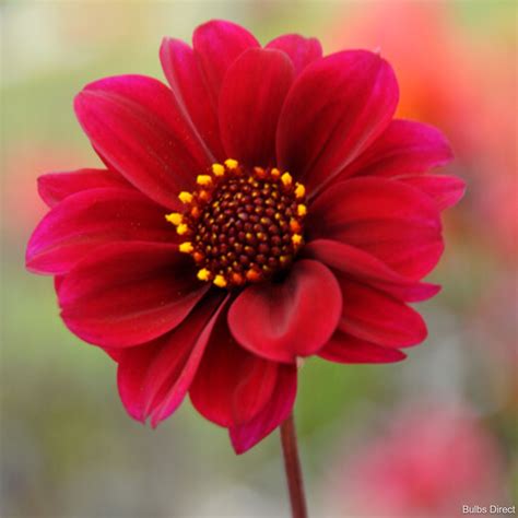 Bishop of Canterbury Dahlia | Buy your Dahlia Tubers online | Bulbs