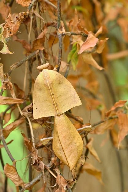 Premium Photo | Dead leaf mantis insect showing its camouflage