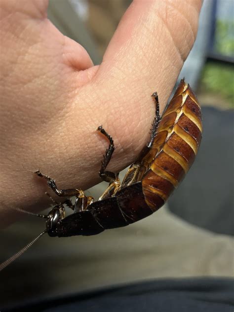 Pregnant Roach