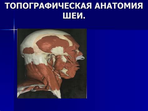 Топографическая анатомия шеи - презентация онлайн
