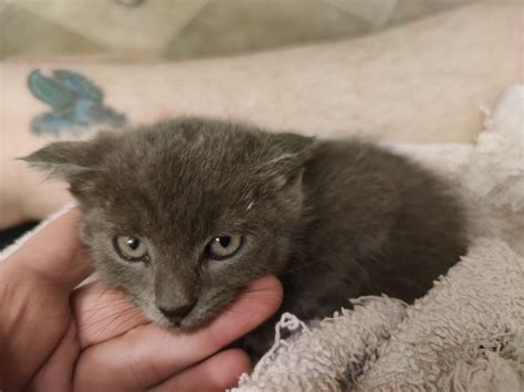How absolutely dare you humane trap me and my siblings and take us in