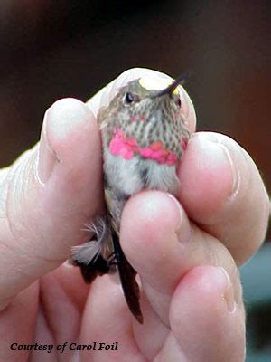 Broad-tailed Hummingbird. Salasphorus platycercus.