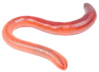 Worms PNG images free download, worm PNG
