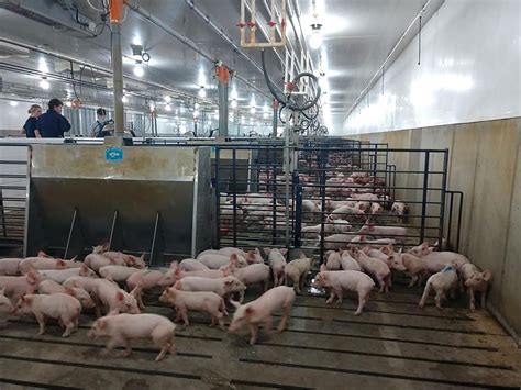 Modern pig 'factory' farming: Does reality line up with your view