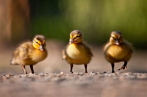 Фото животных от Robert Adamec