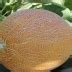 Дыня Лада: описание и характеристики сорта, особенности посадки и ...