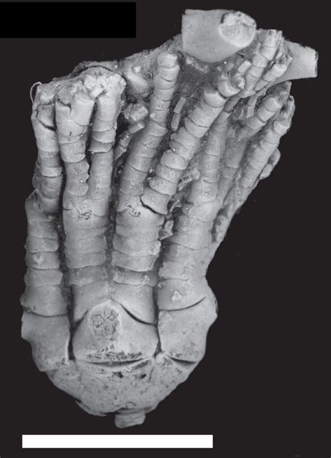 carboniferous crinoids gallery sam noble museum