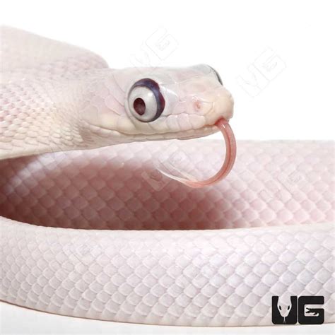 Leucistic Bug Eye Texas Ratsnakes (Pantherophis obsoletus) For Sale - Underground Reptiles